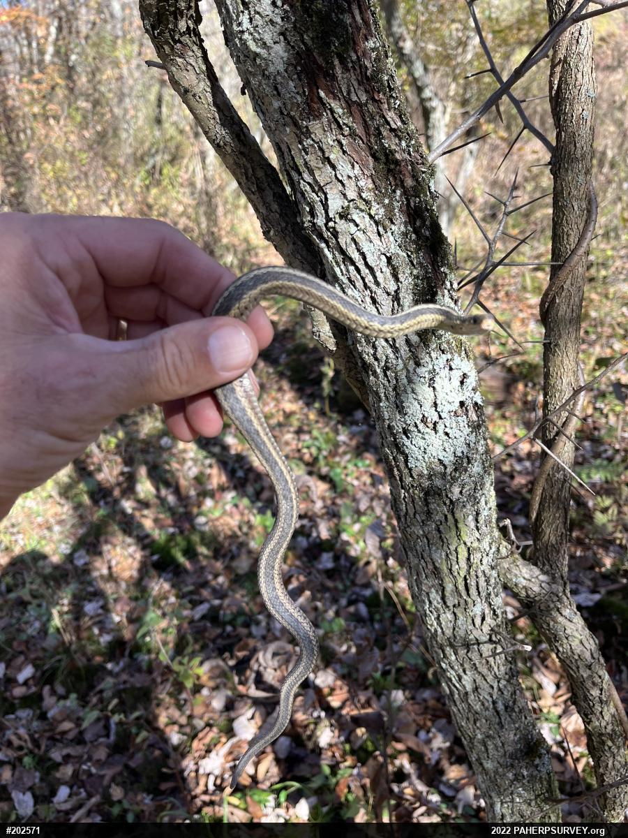Eastern Gartersnake