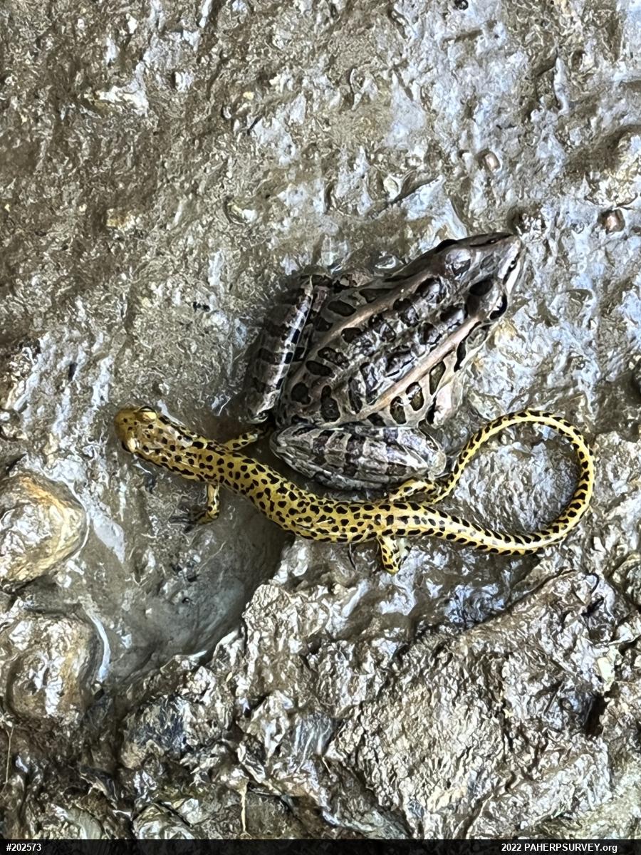 Pickerel Frog