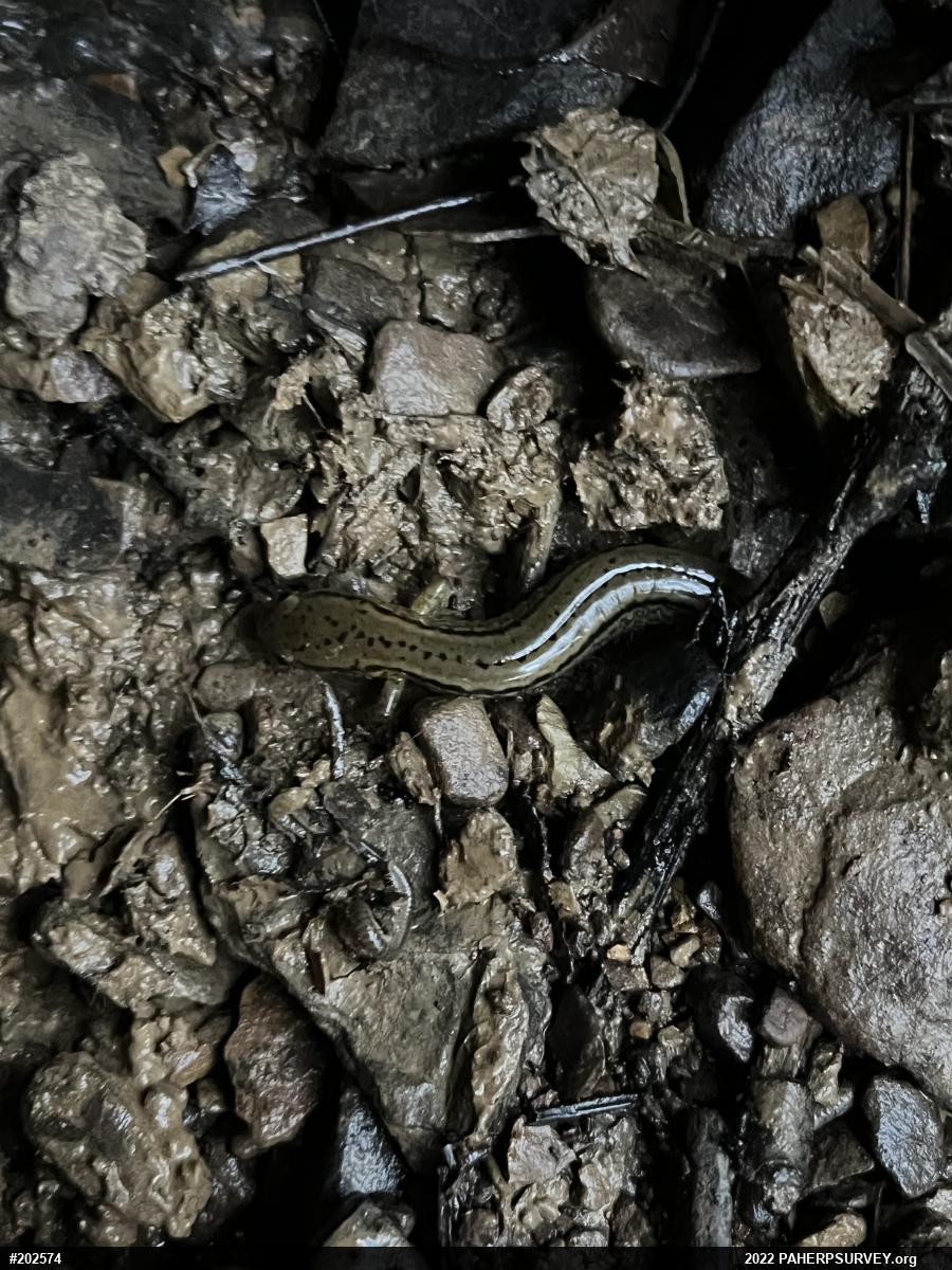 Northern Two-lined Salamander