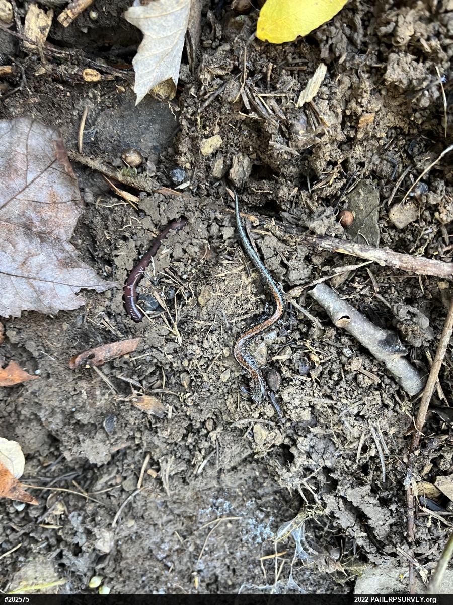 Eastern Red-backed  Salamander