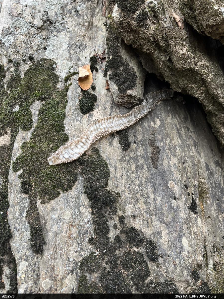 Eastern Ratsnake