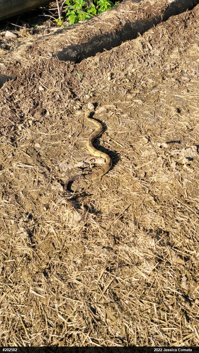 Timber Rattlesnake