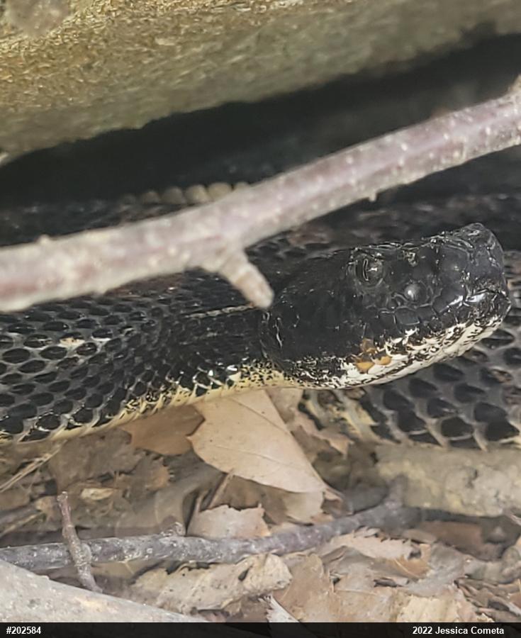Timber Rattlesnake