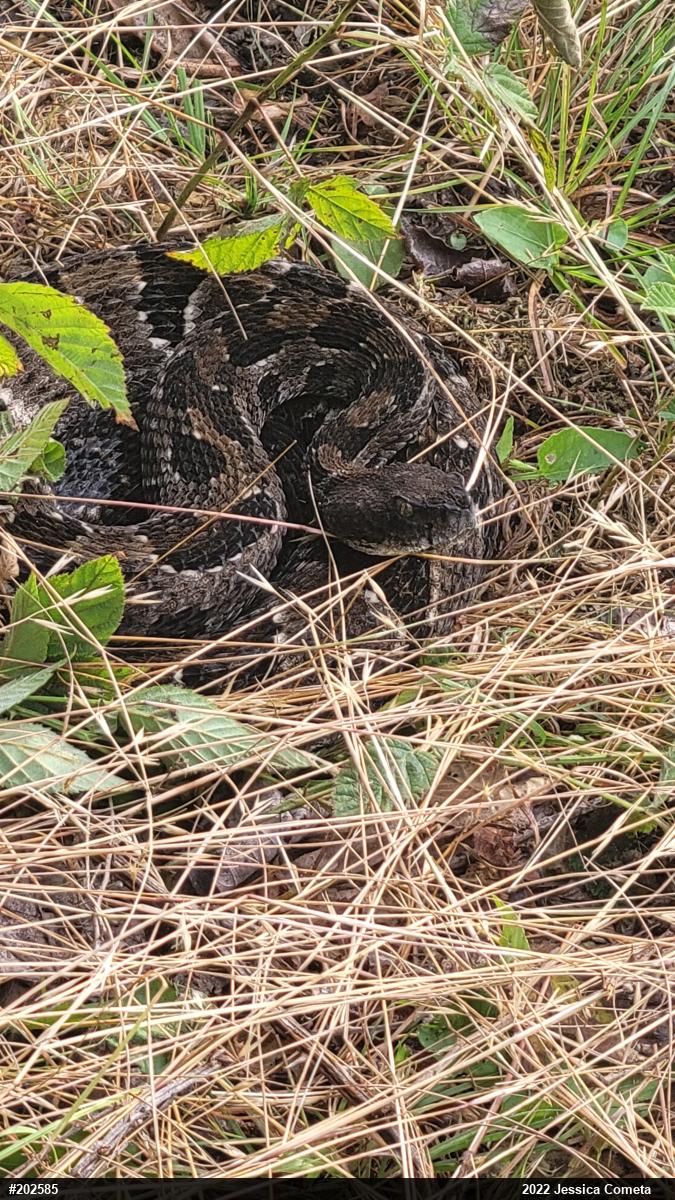 Timber Rattlesnake