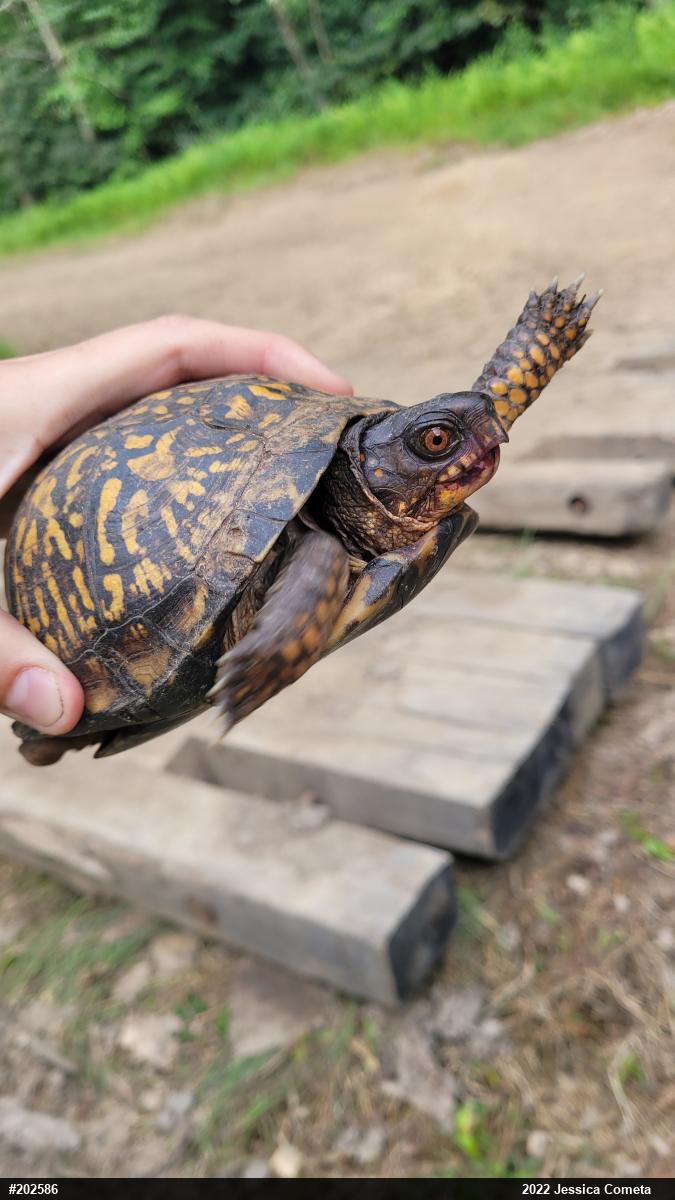 Eastern Box Turtle