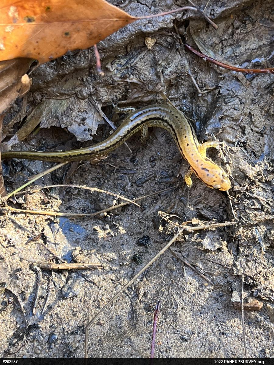Northern Two-lined Salamander