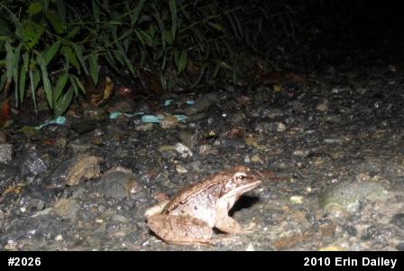 Wood Frog