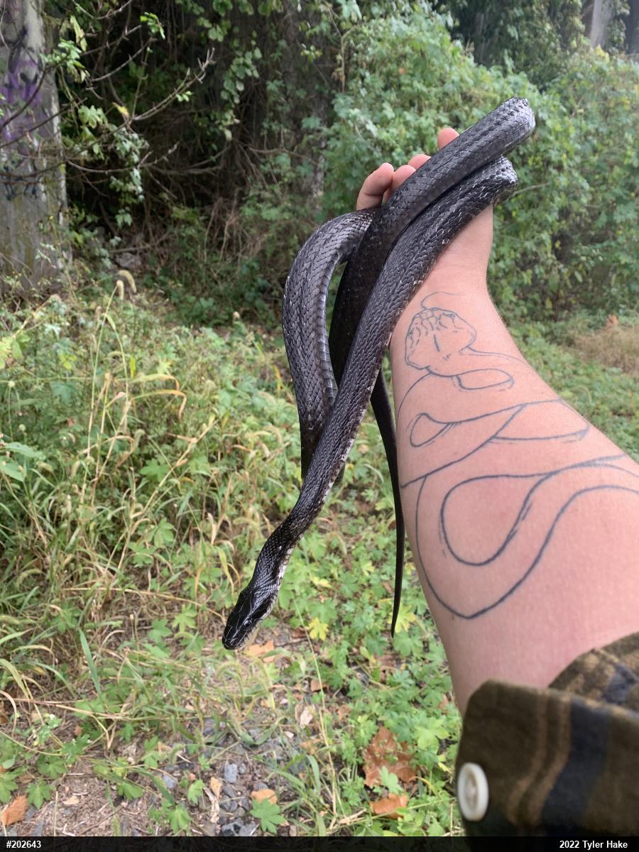 Eastern Ratsnake