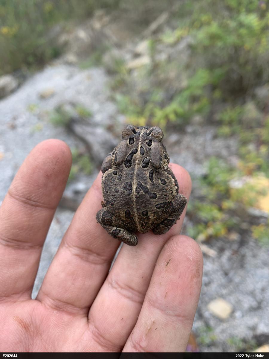 Fowler's Toad