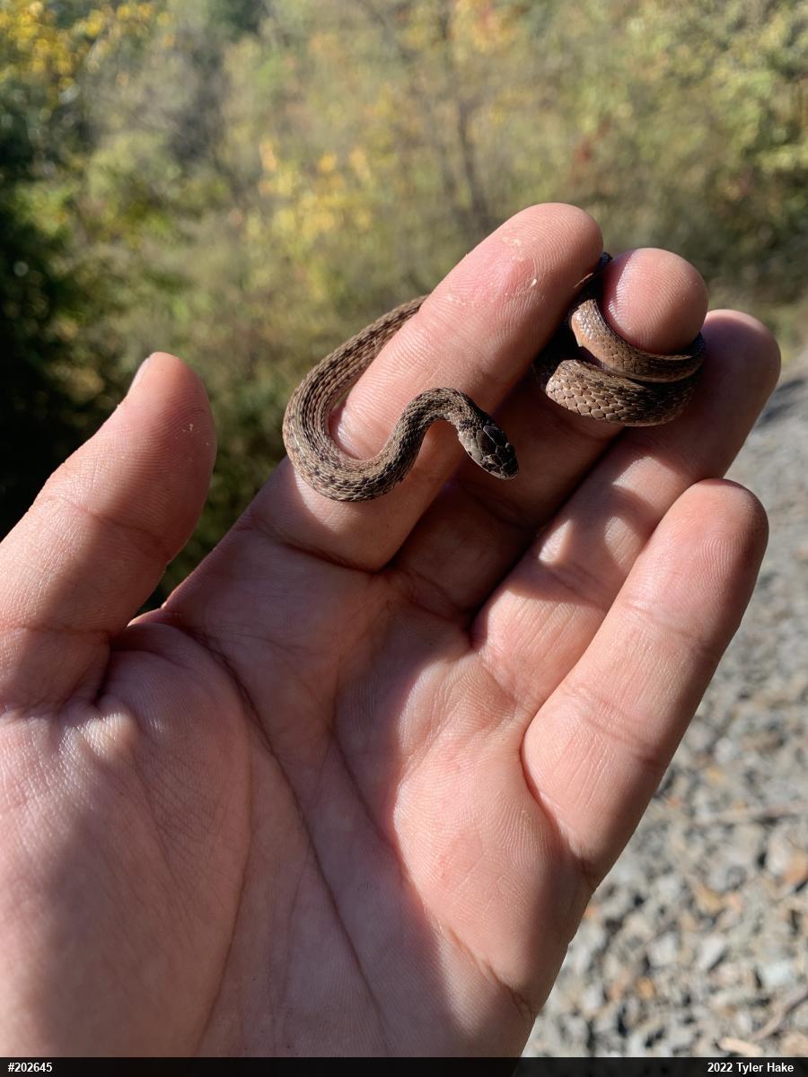 Dekay's Brownsnake