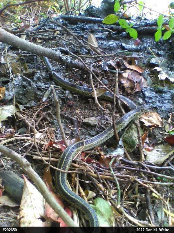 Eastern Gartersnake