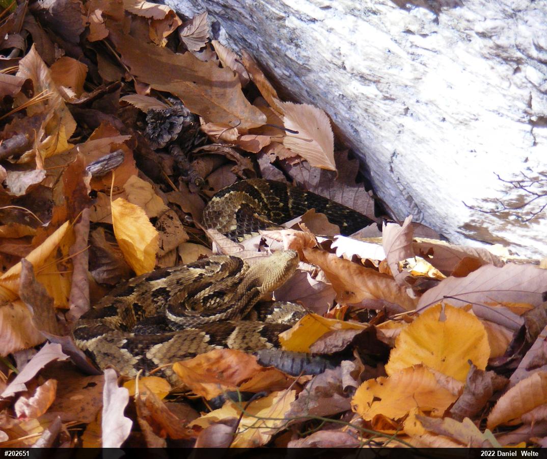 Timber Rattlesnake