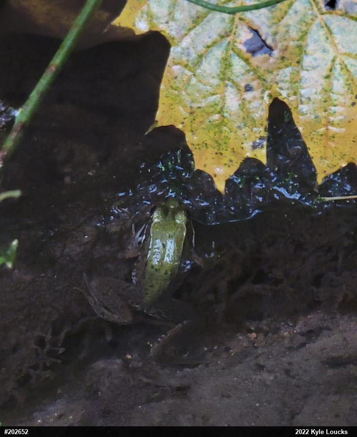 Green Frog