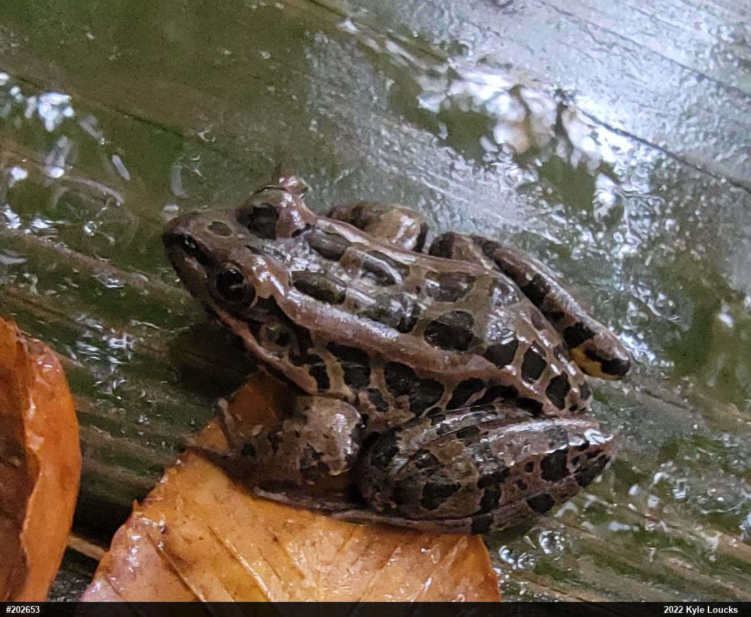 Pickerel Frog