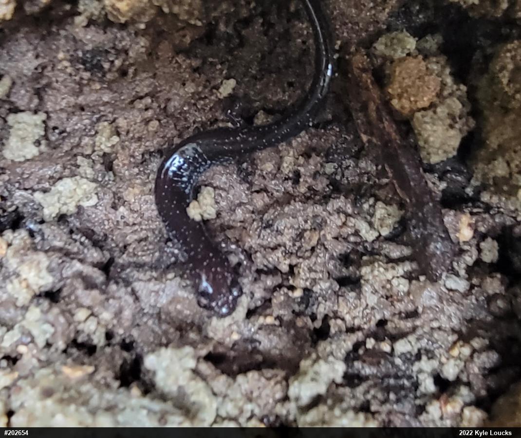Eastern Red-backed  Salamander