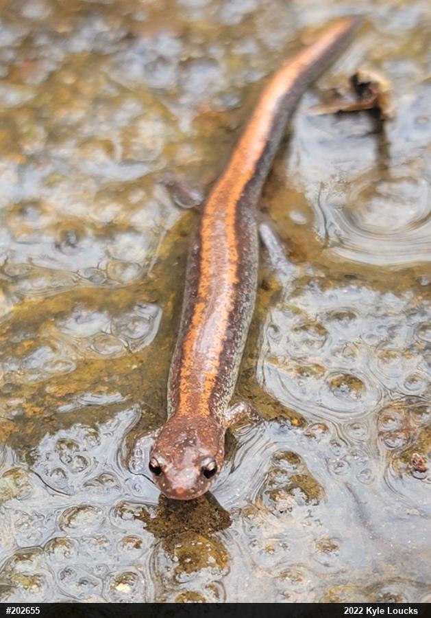 Eastern Red-backed  Salamander