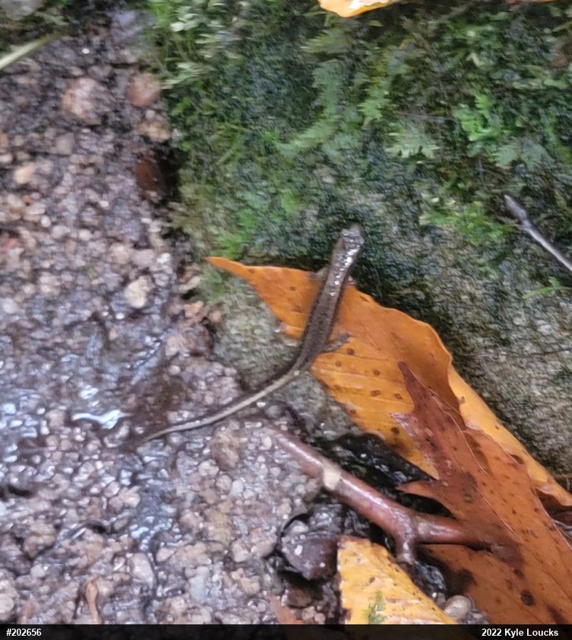 Northern Two-lined Salamander
