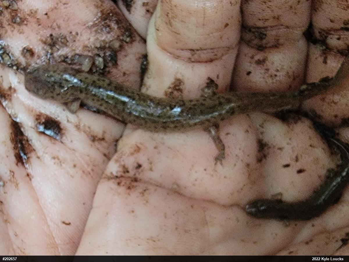 Northern Red Salamander