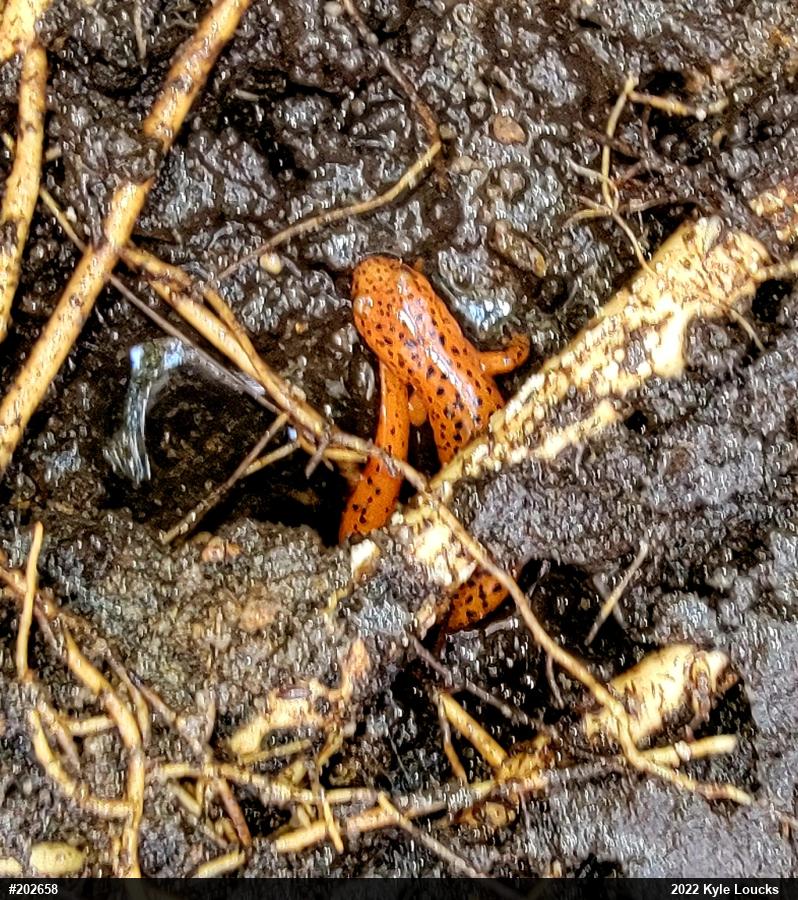 Northern Red Salamander