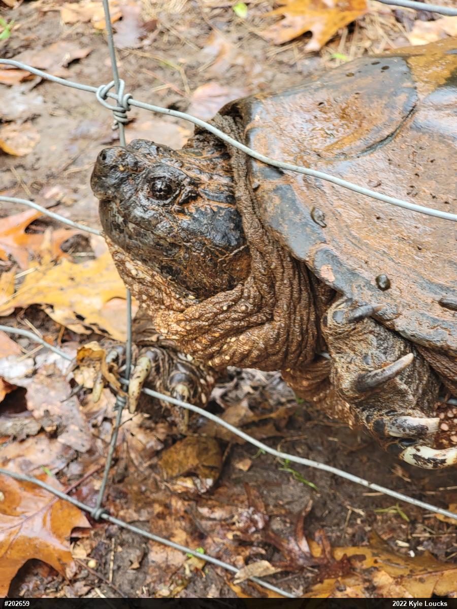 Snapping Turtle