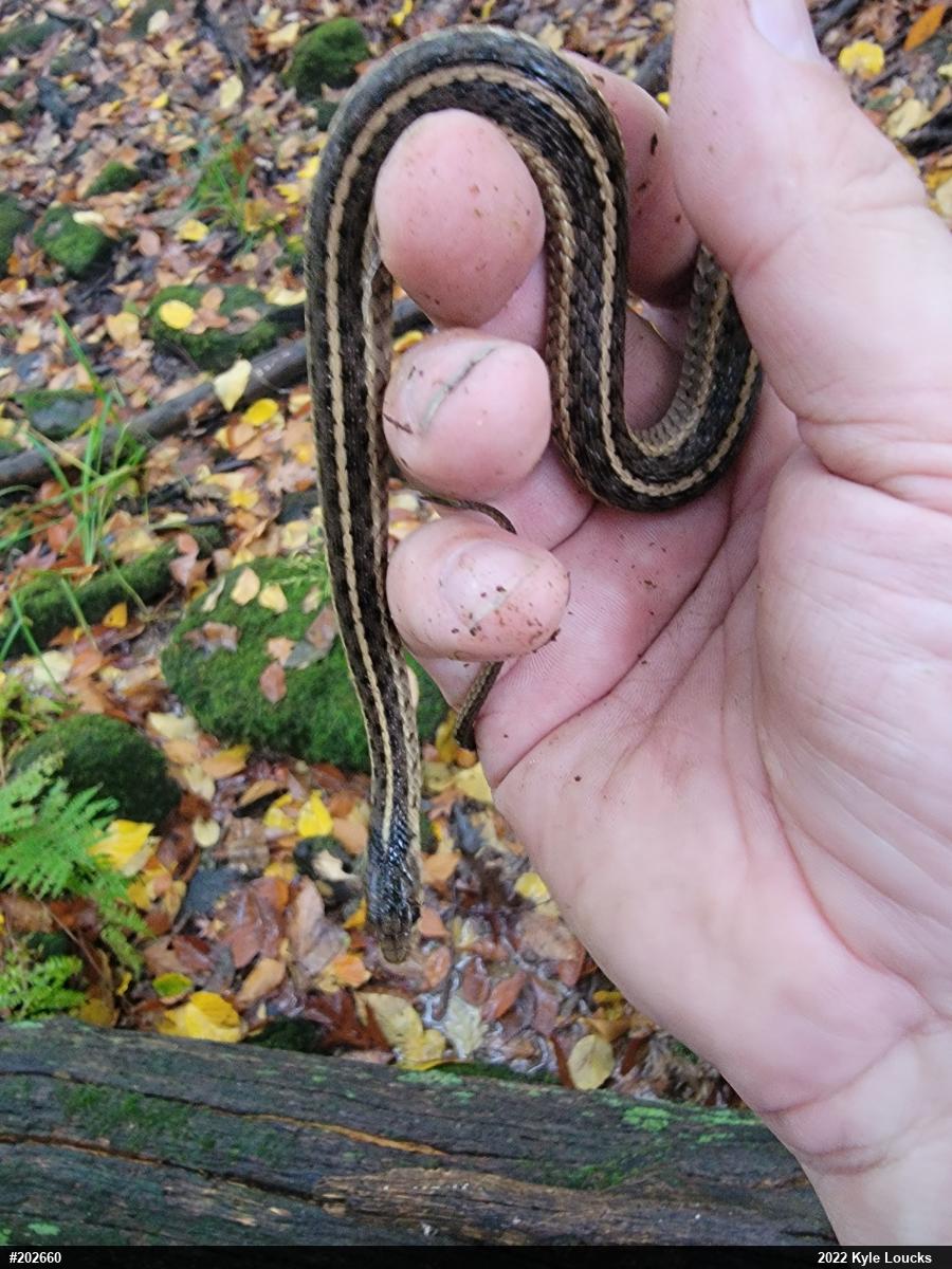 Eastern Gartersnake