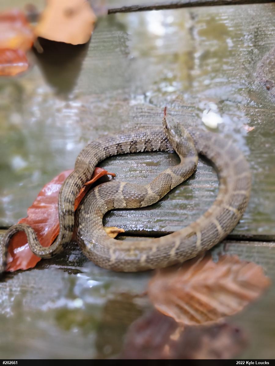 Northern Watersnake