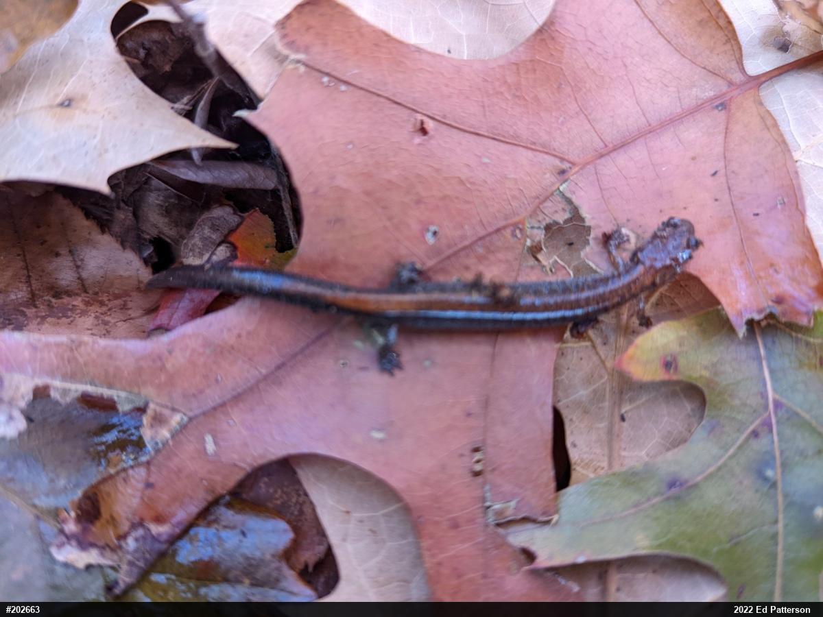Eastern Red-backed  Salamander