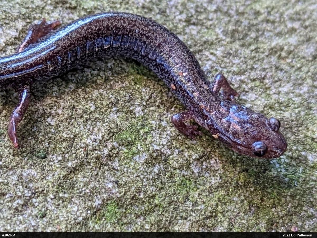 Valley And Ridge Salamander