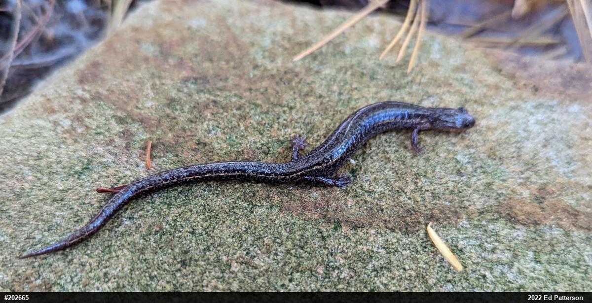 Valley And Ridge Salamander