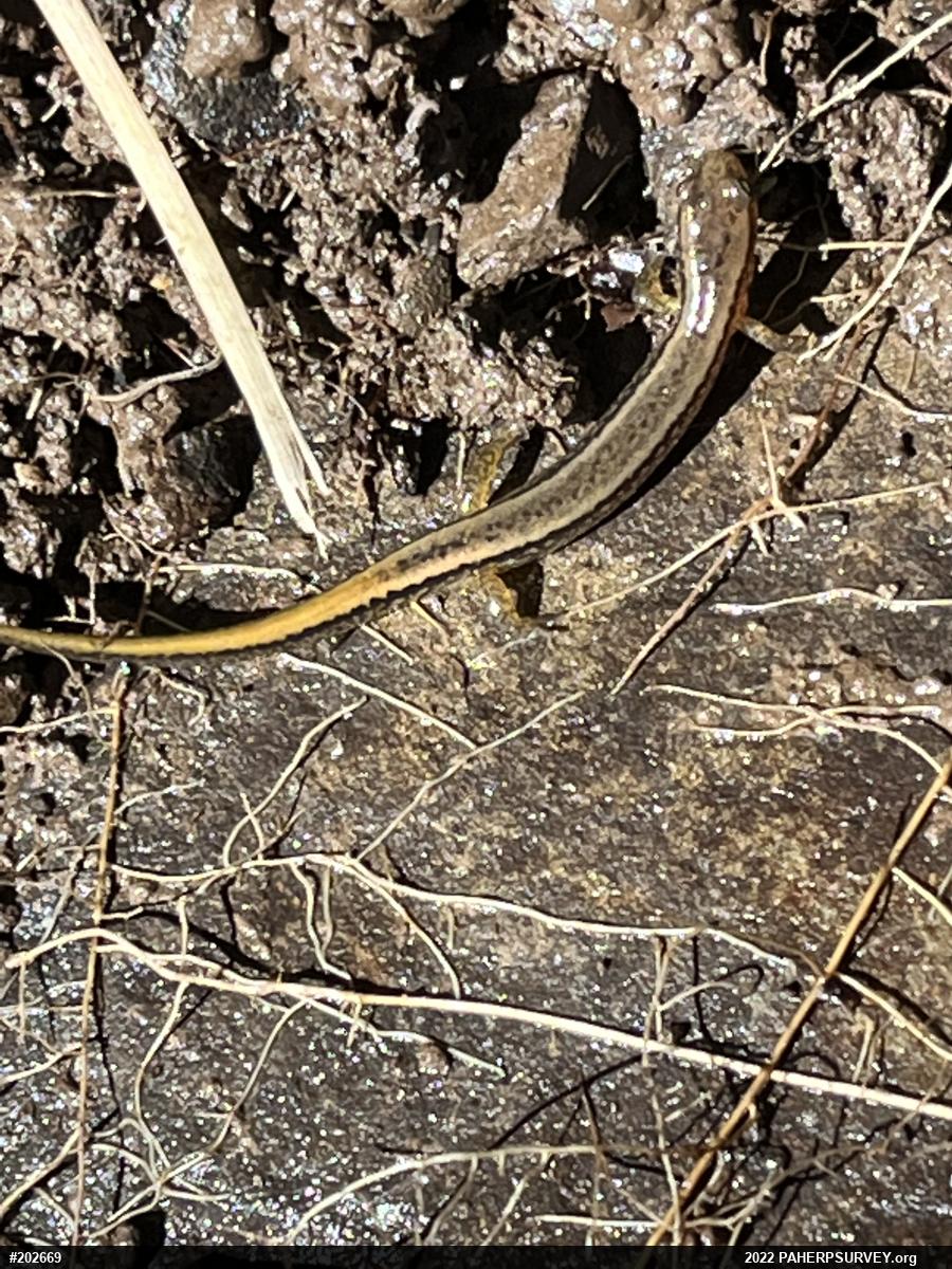 Northern Two-lined Salamander