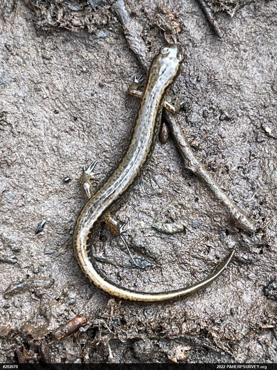 Northern Two-lined Salamander