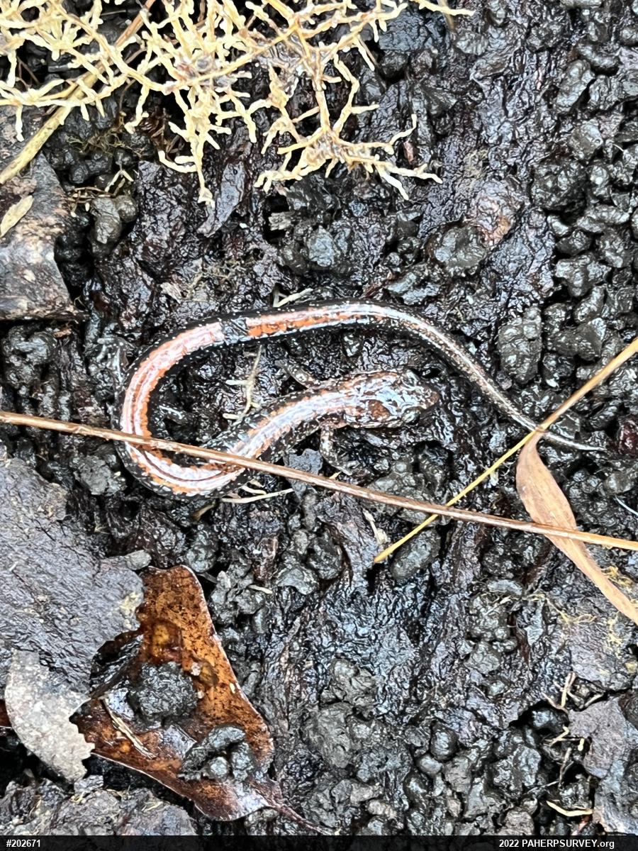 Eastern Red-backed  Salamander