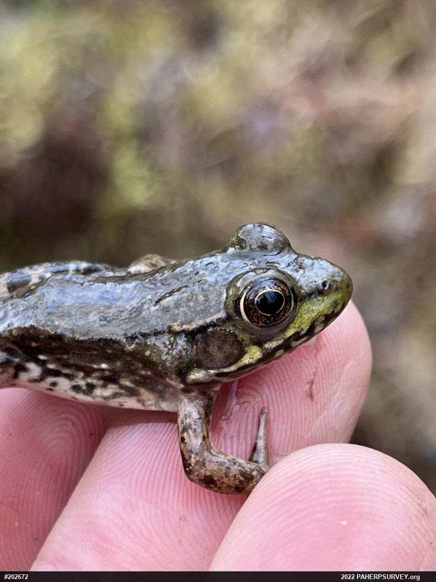 Green Frog