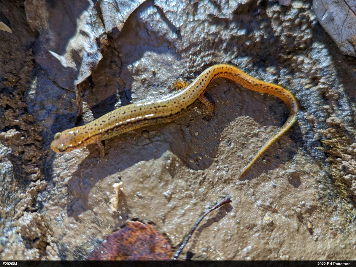 Northern Two-lined Salamander