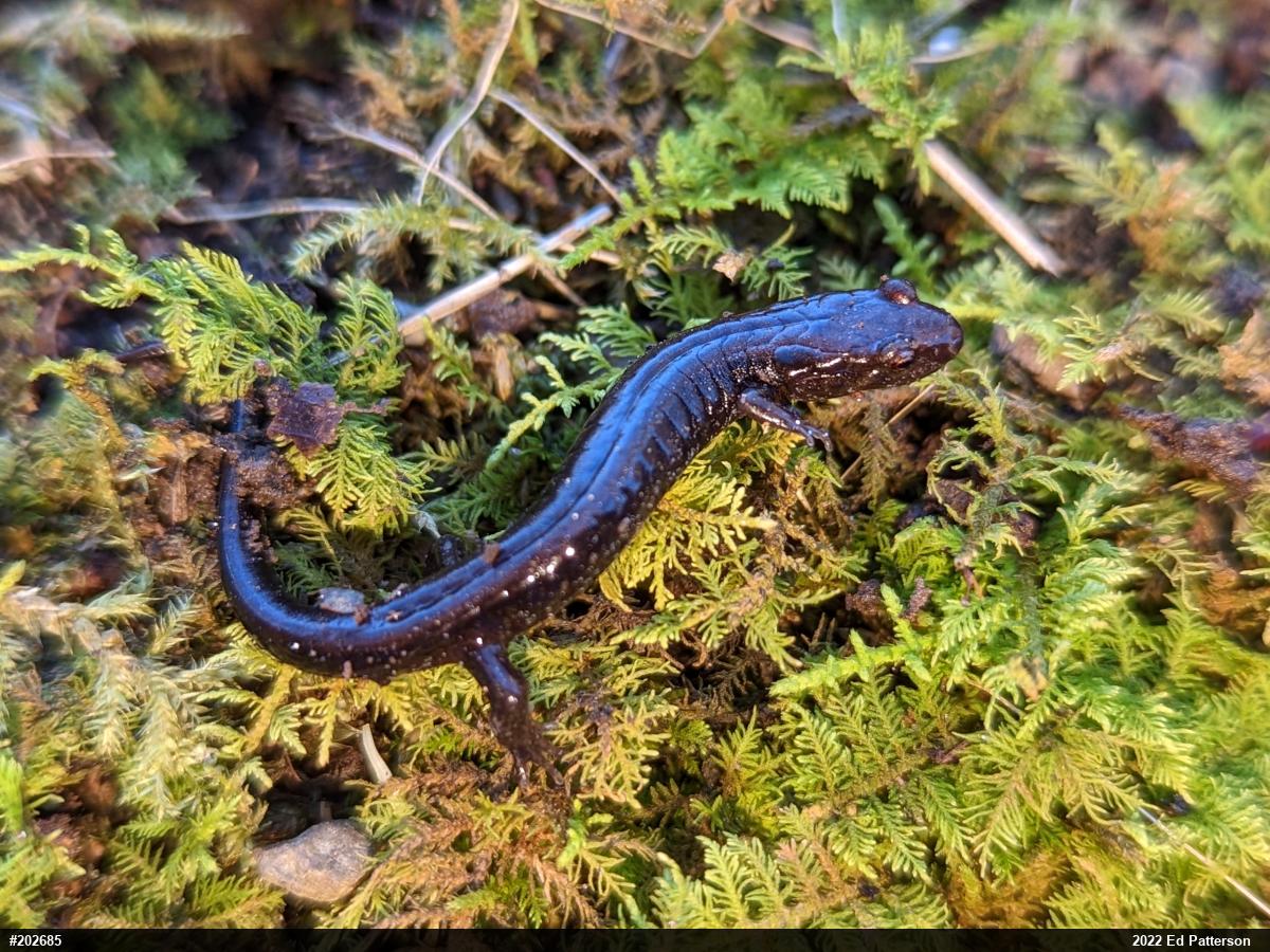Allegheny Mountain Dusky Salamander
