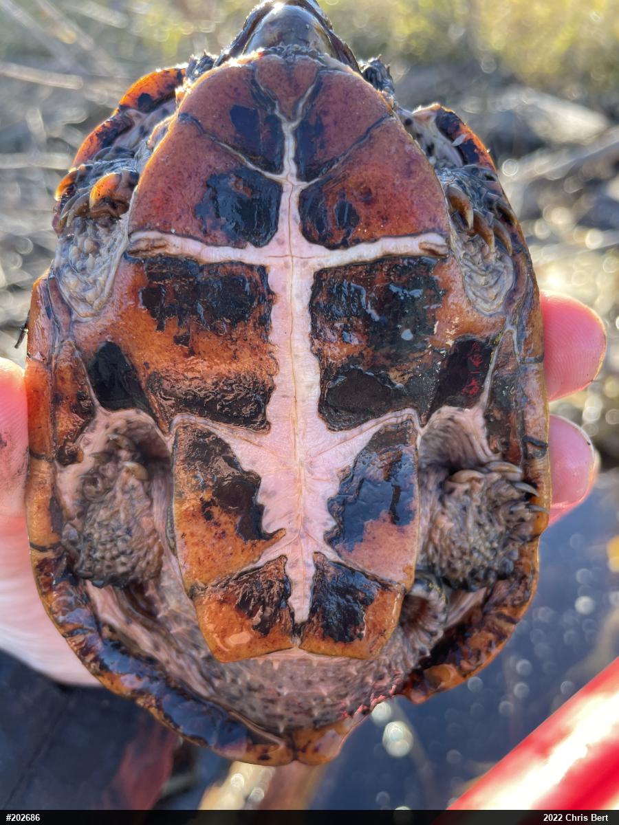 Eastern Musk Turtle