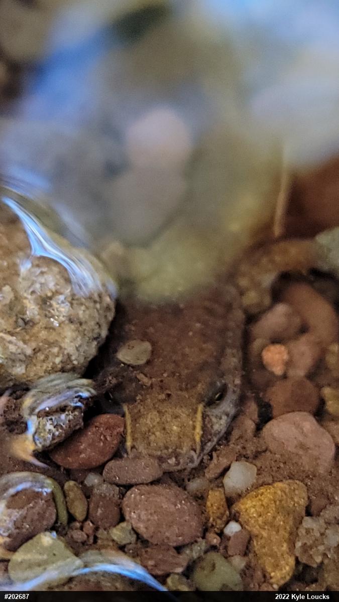 Northern Spring Salamander