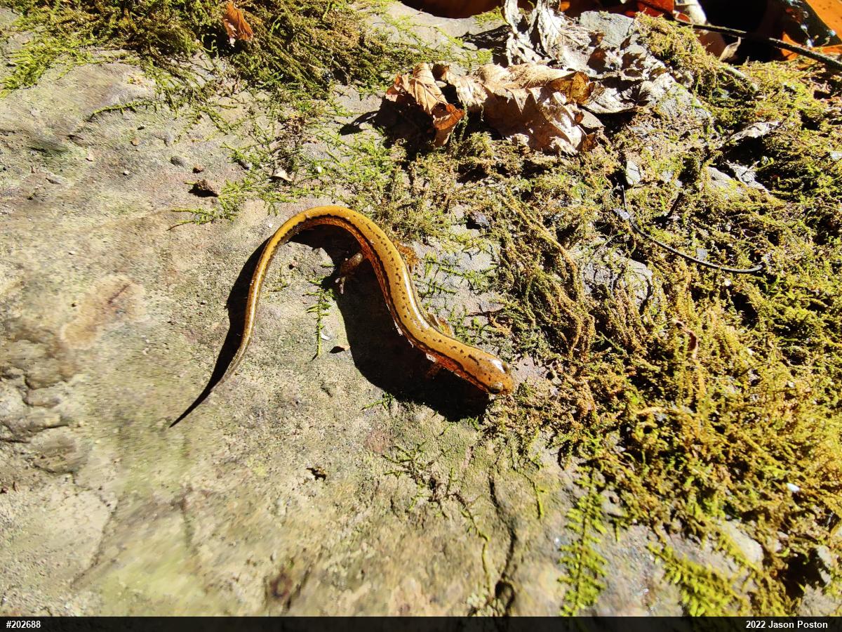 Northern Two-lined Salamander
