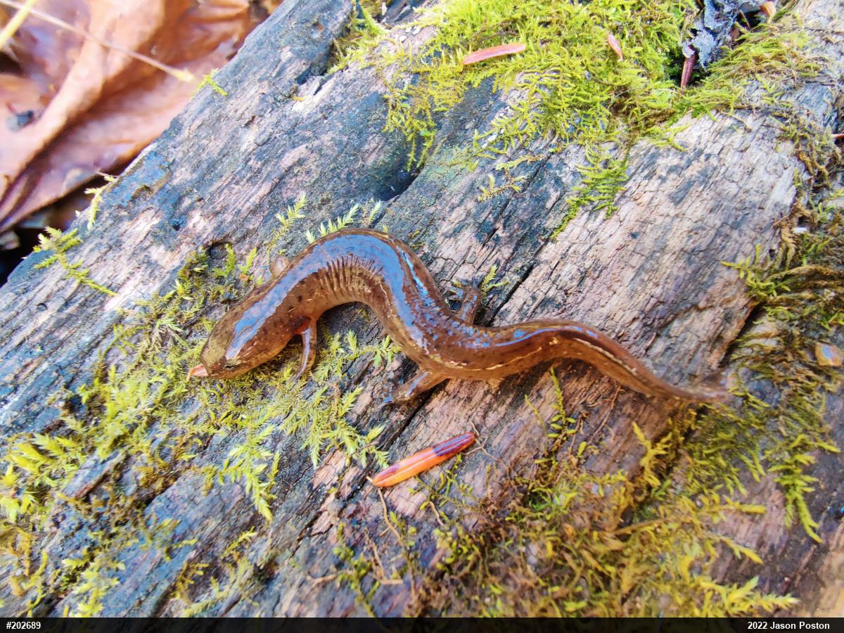 Northern Red Salamander