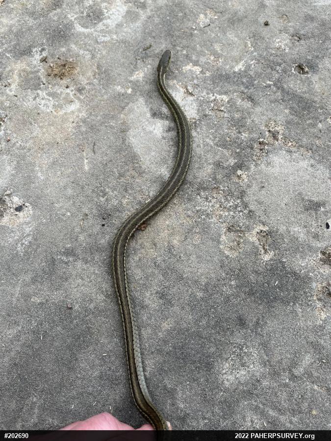 Eastern Gartersnake