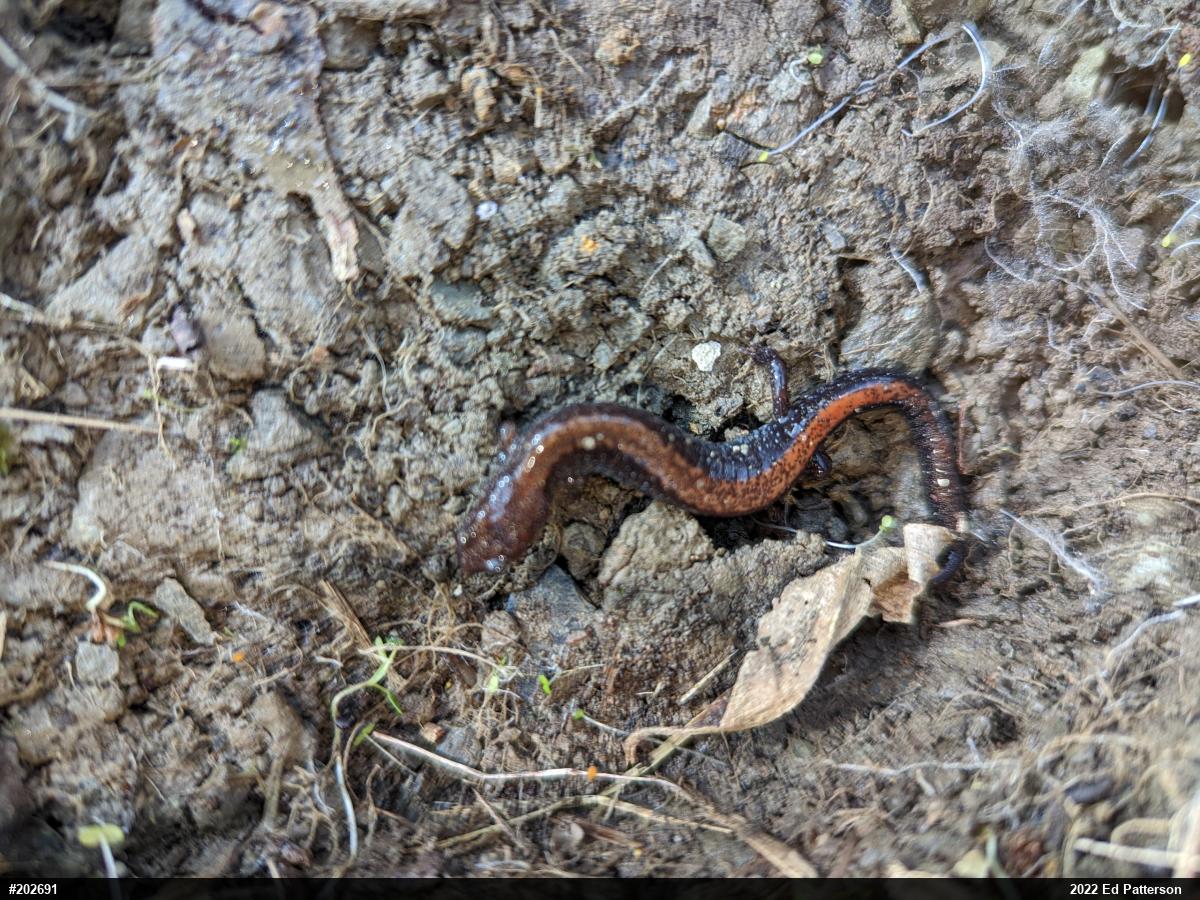 Eastern Red-backed  Salamander