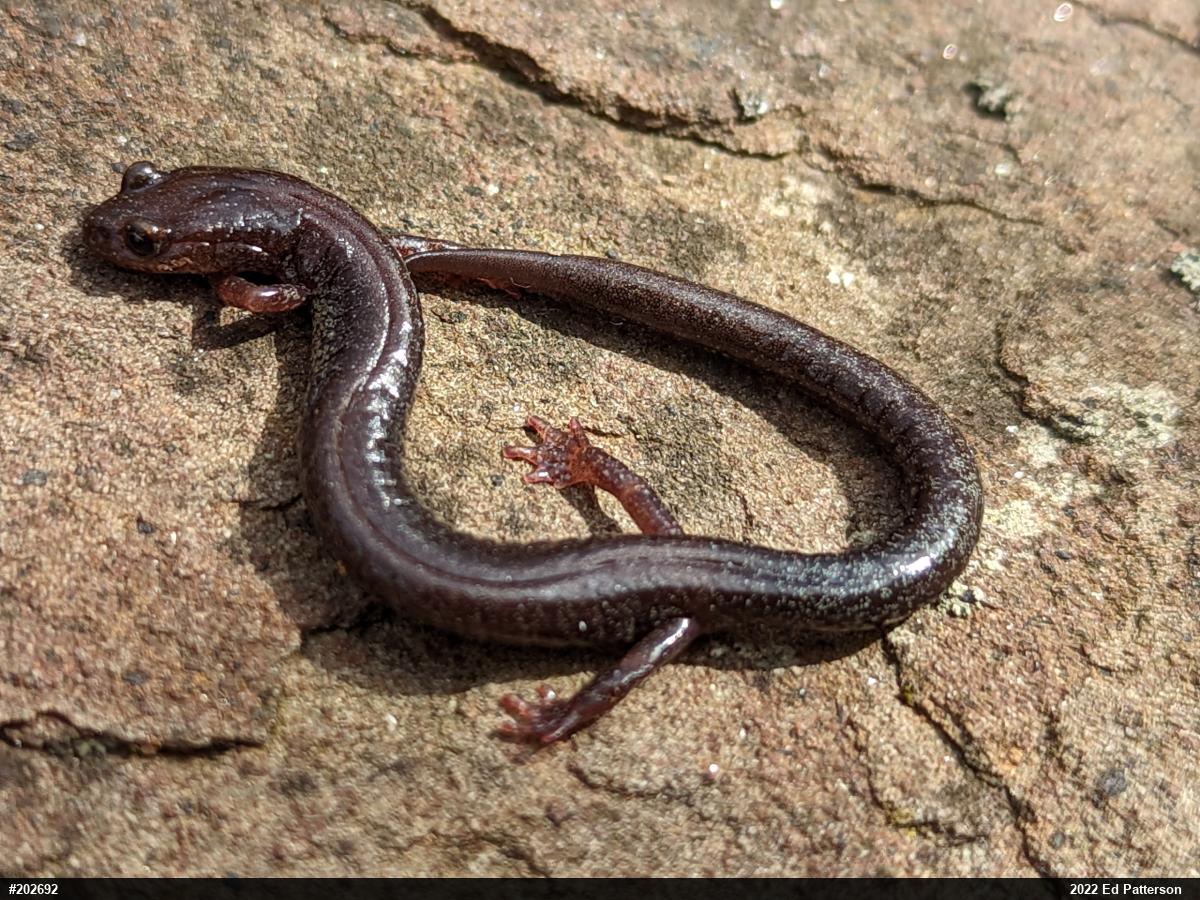 Valley And Ridge Salamander