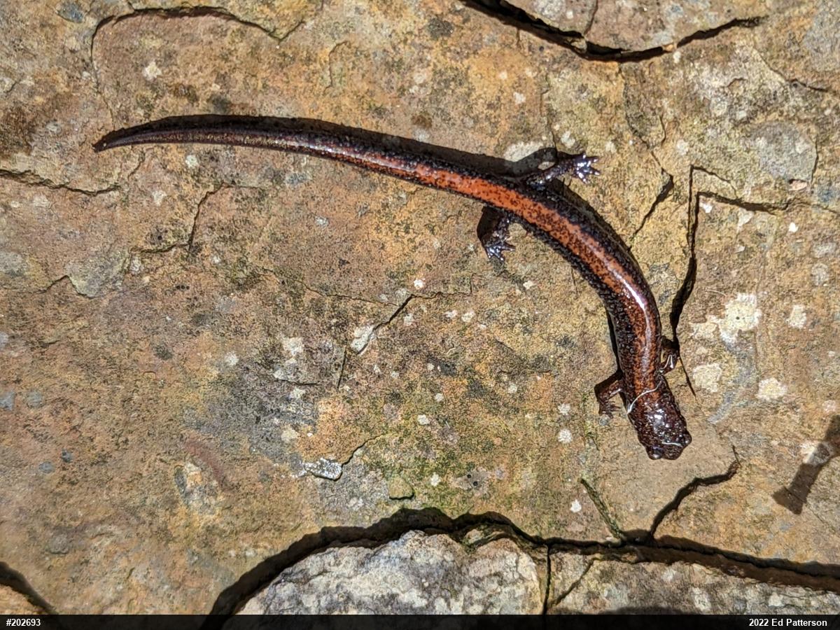 Eastern Red-backed  Salamander