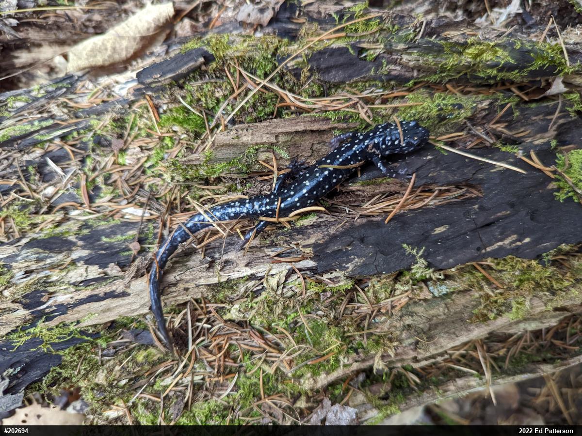Northern Slimy Salamander