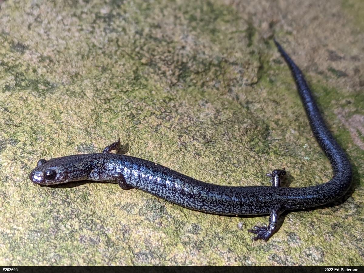 Valley And Ridge Salamander
