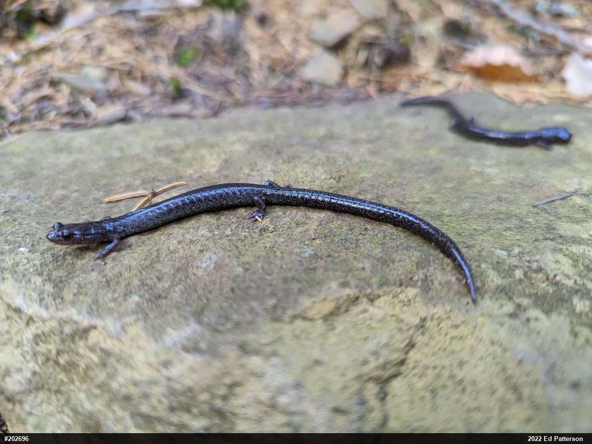 Valley And Ridge Salamander