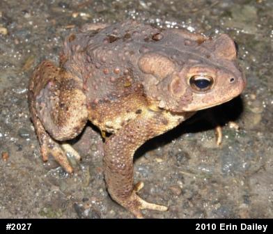 Eastern American Toad