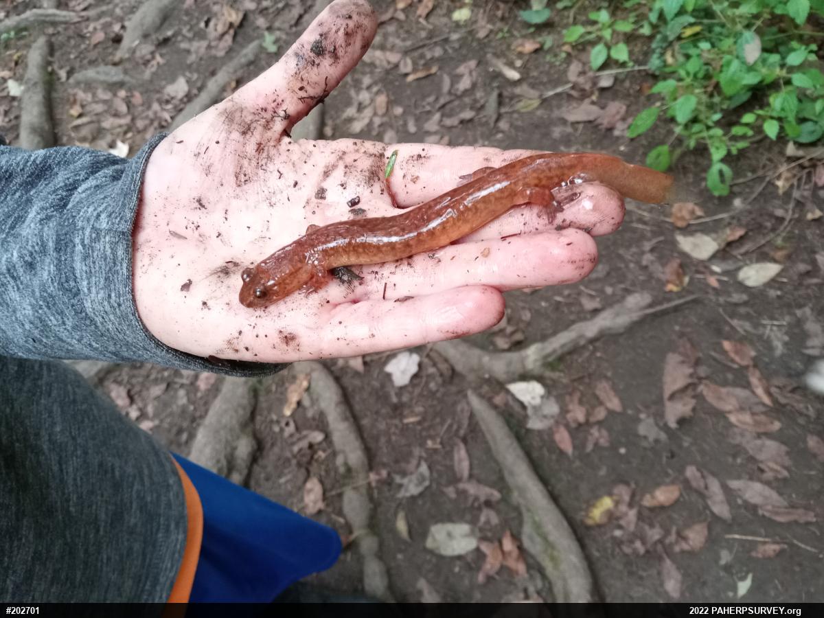 Northern Spring Salamander