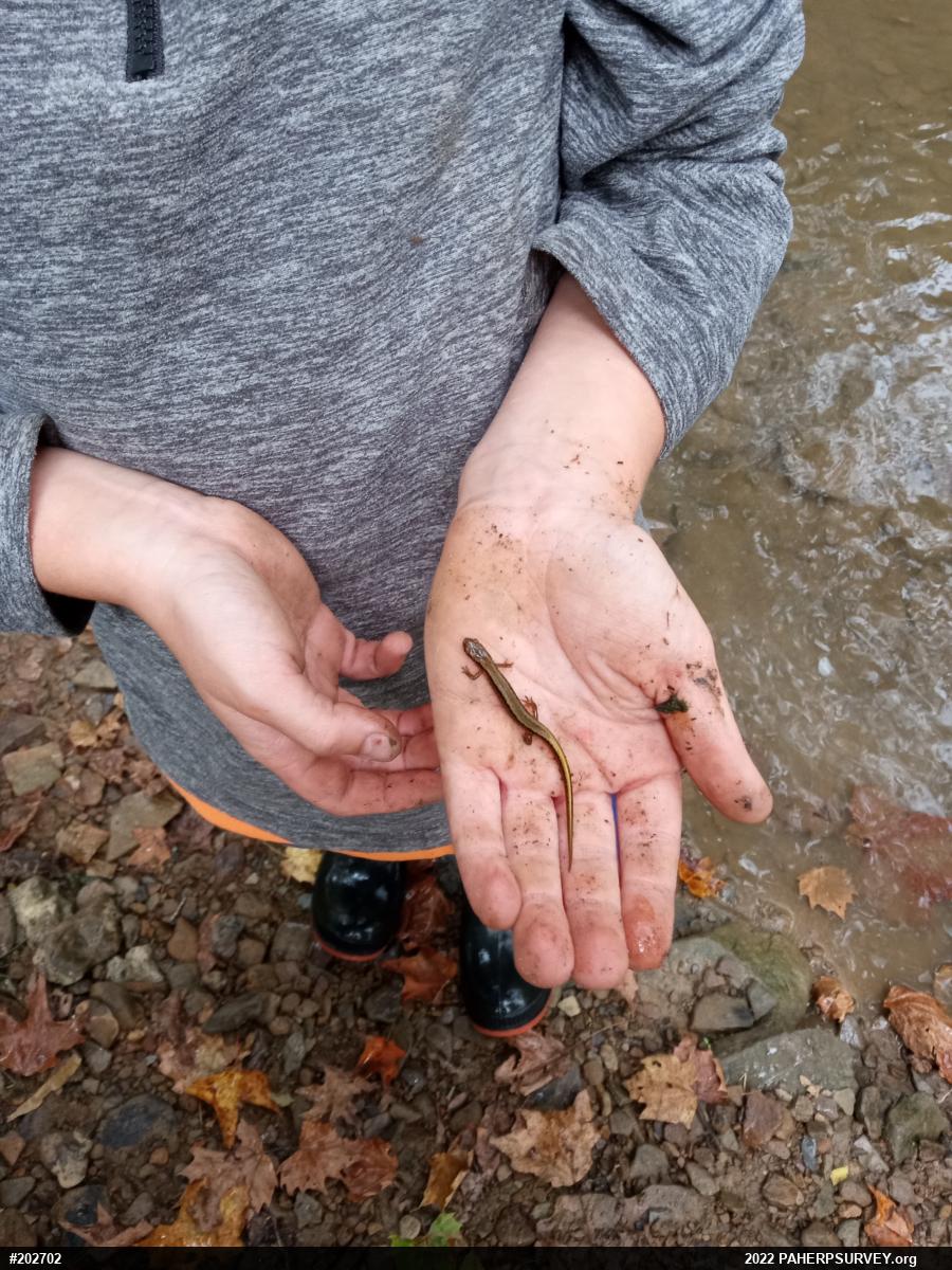 Northern Two-lined Salamander