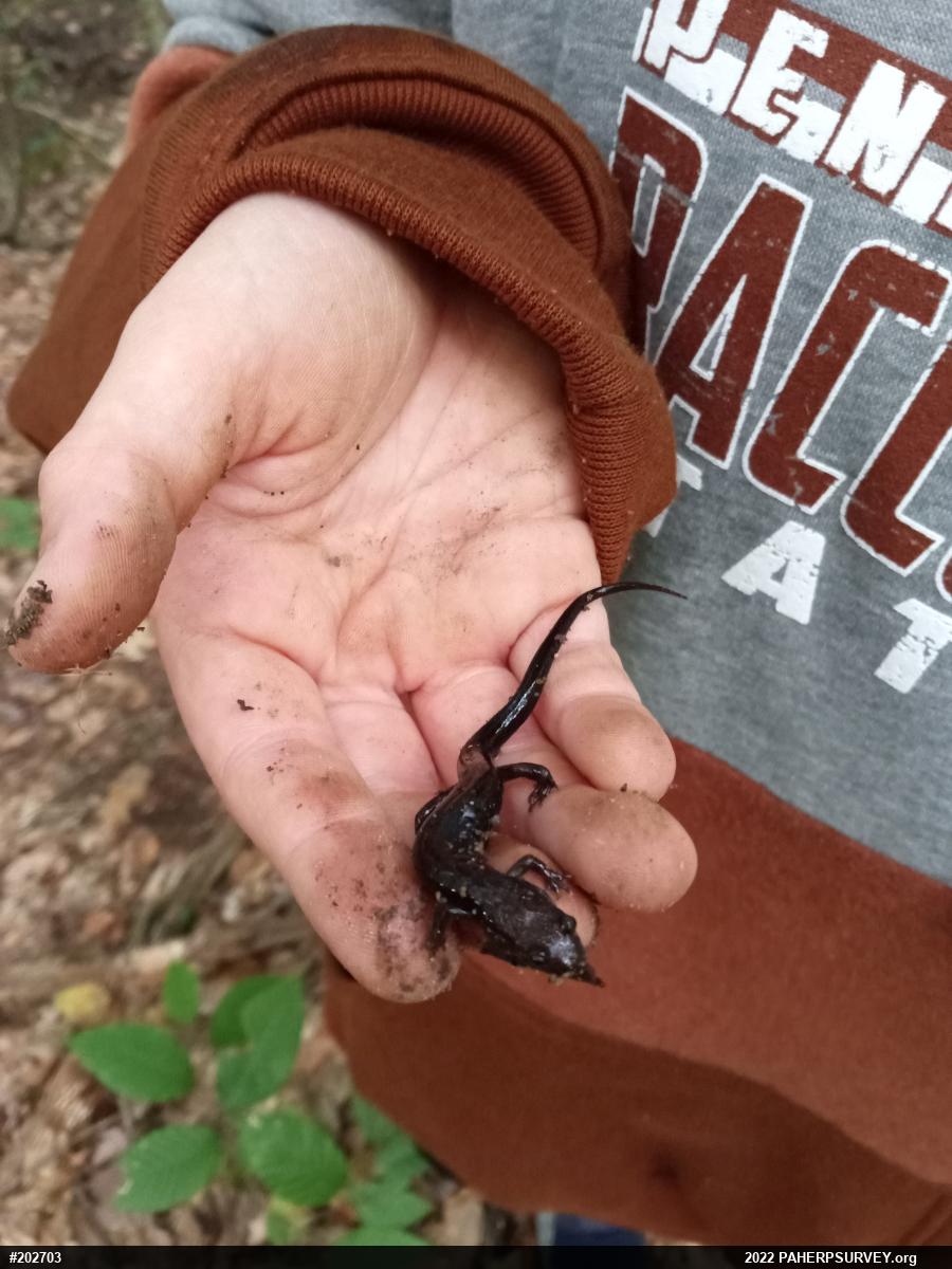 Allegheny Mountain Dusky Salamander